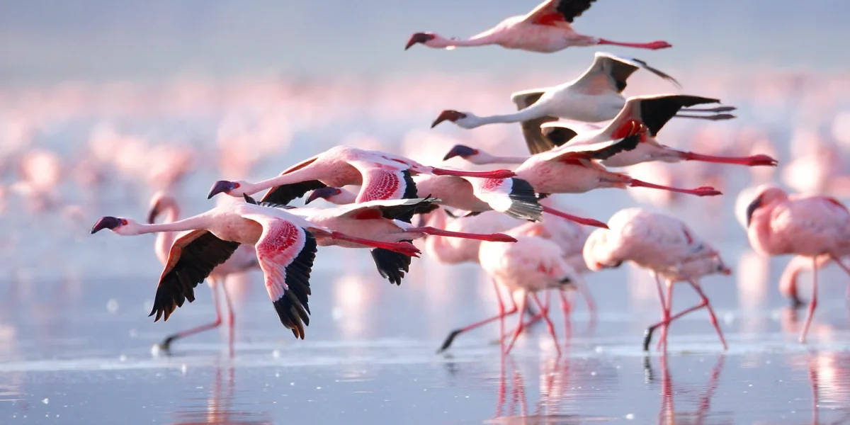 5 Days Lake Nakuru and Masai Mara Safari