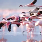 5 Days Lake Nakuru and Masai Mara Safari