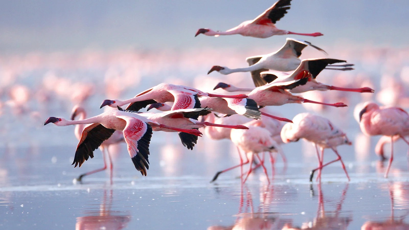 5 Days Lake Nakuru and Masai Mara Safari