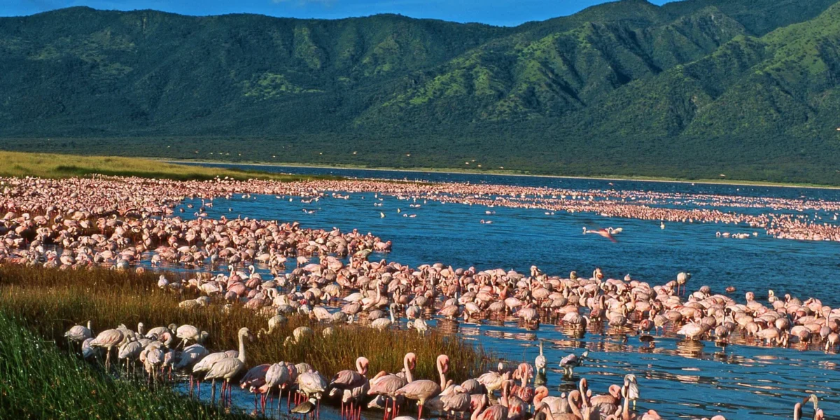 6 Days Kenya Great Rift Valley Safari Experience