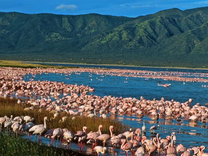 6 Days Kenya Great Rift Valley Safari Experience