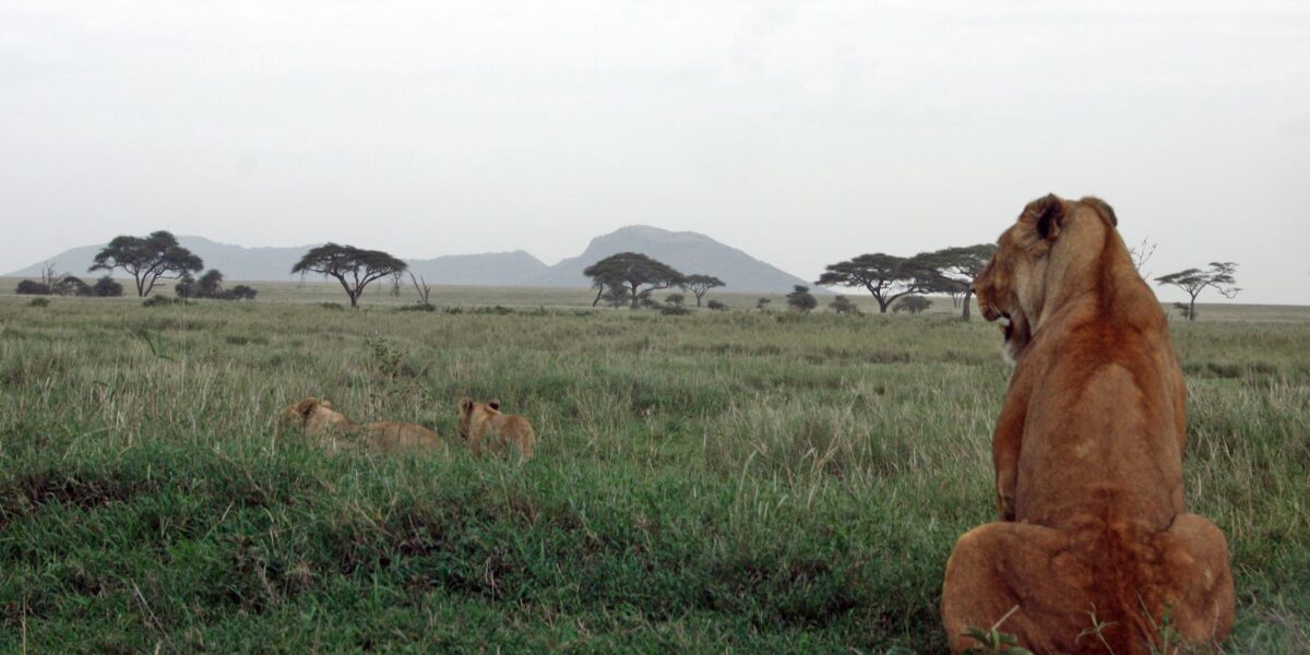 Epic 6 Days Tanzania Wildlife Safari