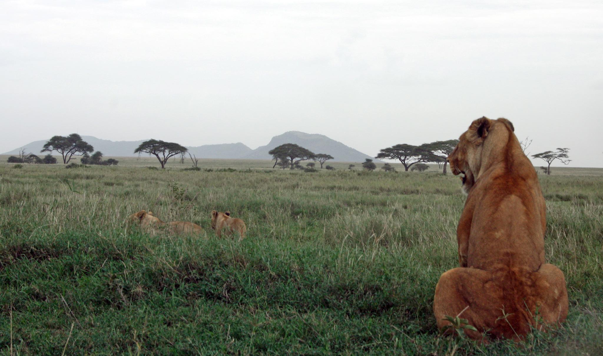 Epic 6 Days Tanzania Wildlife Safari