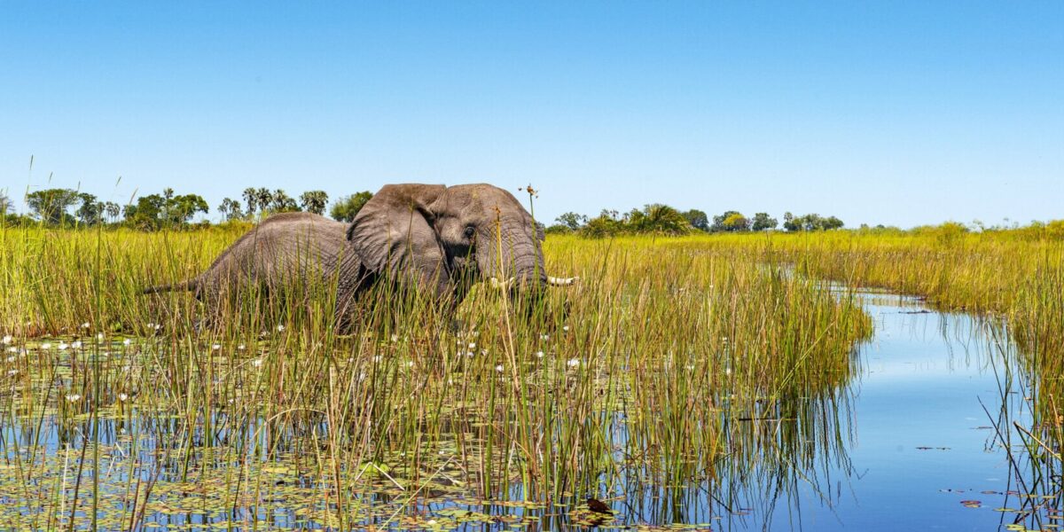 Ultimate 10-Day Botswana & Rwanda Safari