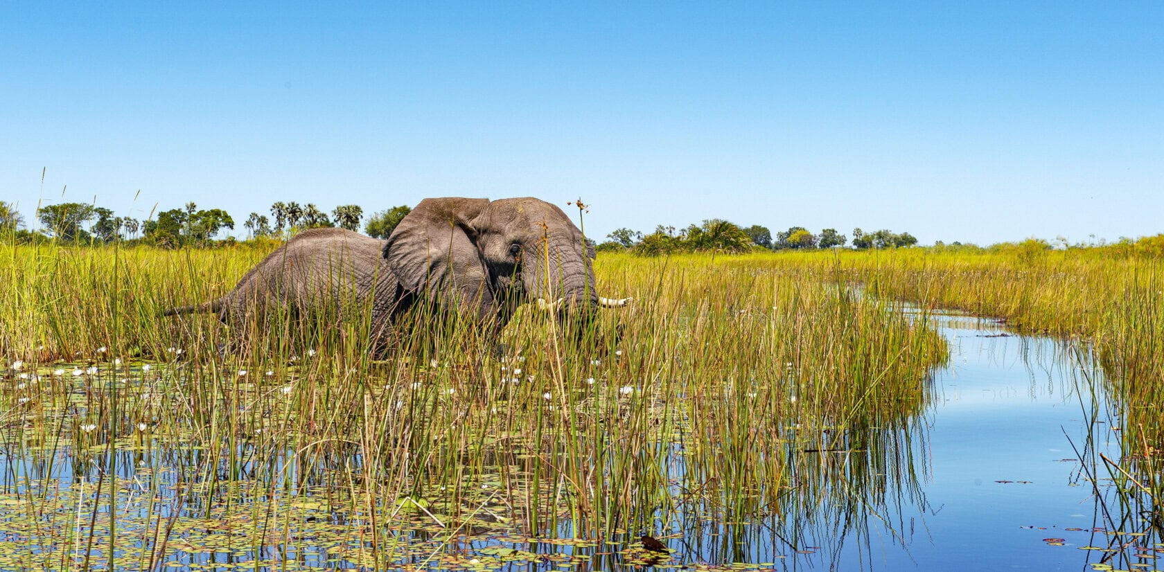 Ultimate 10-Day Botswana & Rwanda Safari