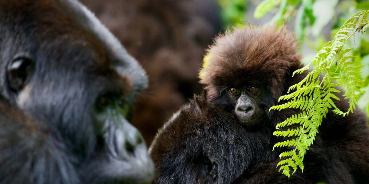 Ultimate 5-Day Fly-in Bwindi Gorilla Trekking Safari and Lake Mutanda Relaxation