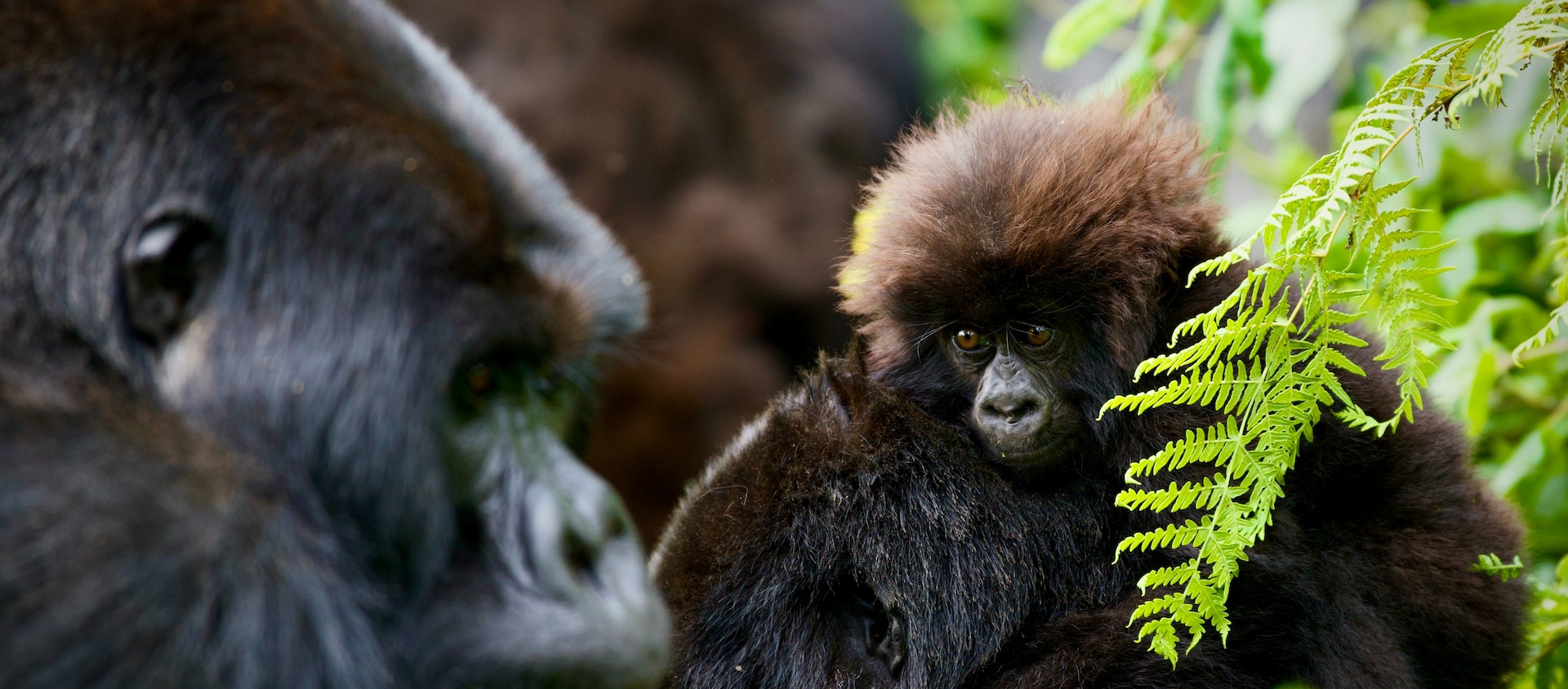 Ultimate 5-Day Fly-in Bwindi Gorilla Trekking Safari and Lake Mutanda Relaxation