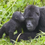 A Majestic 12-Day Journey through Kenya and Uganda