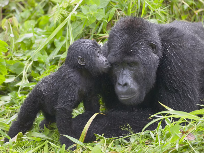 A Majestic 12-Day Journey through Kenya and Uganda