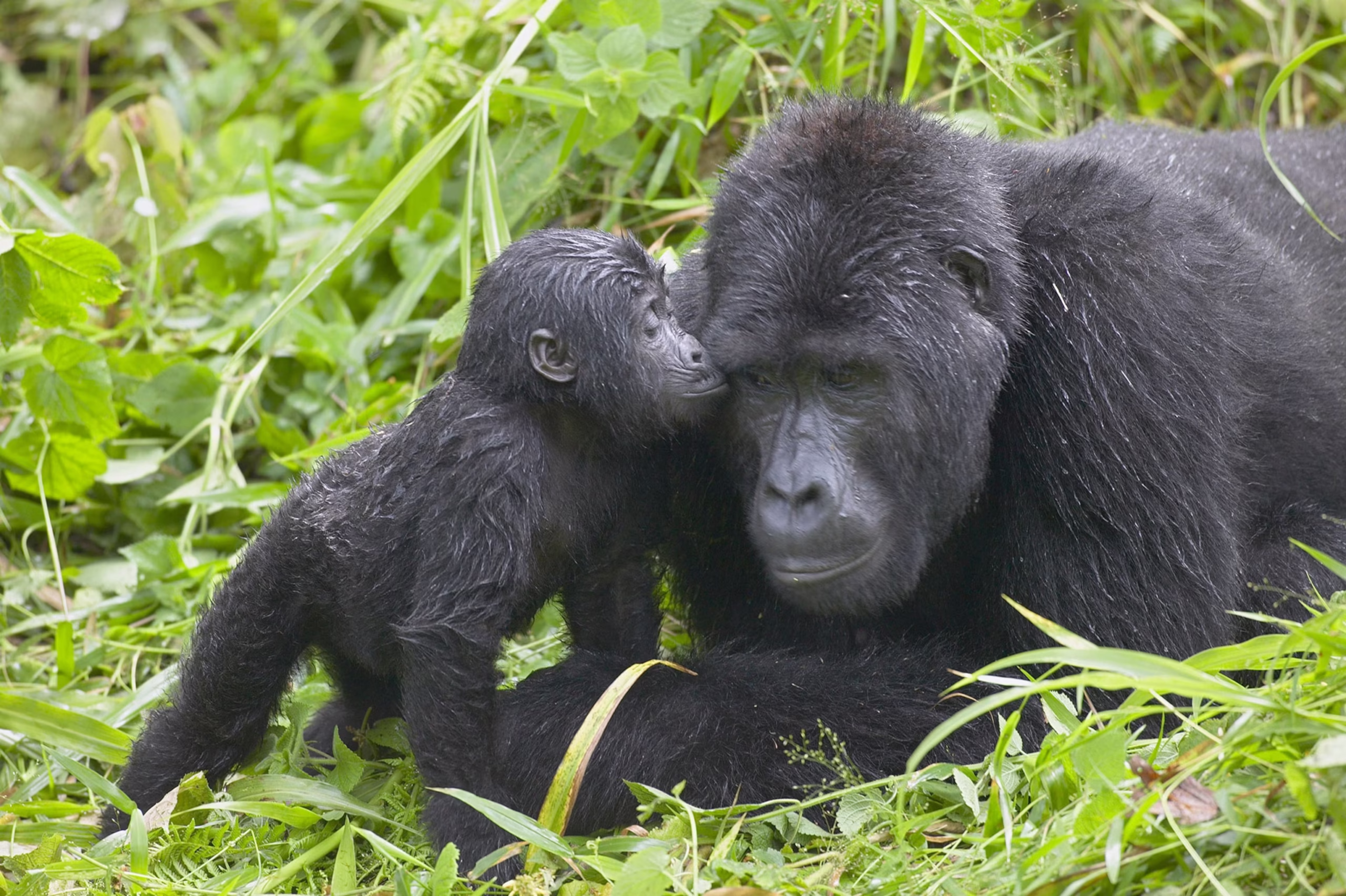 Arusha to Uganda Gorilla Tour