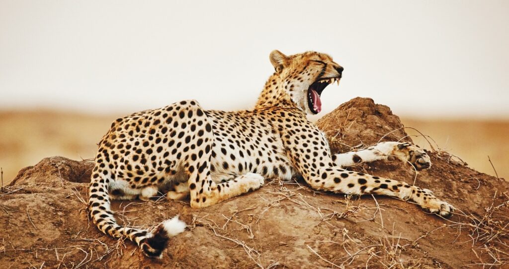 10-Day Tanzania Wildlife Safari & Zanzibar