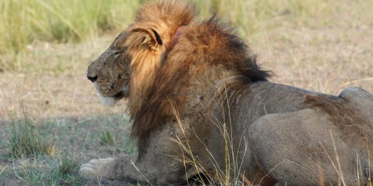 10 Days Kenya Big Five and Birds Safari