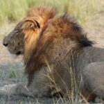 10 Days Kenya Big Five and Birds Safari