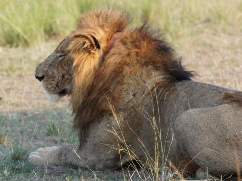 10 Days Kenya Big Five and Birds Safari