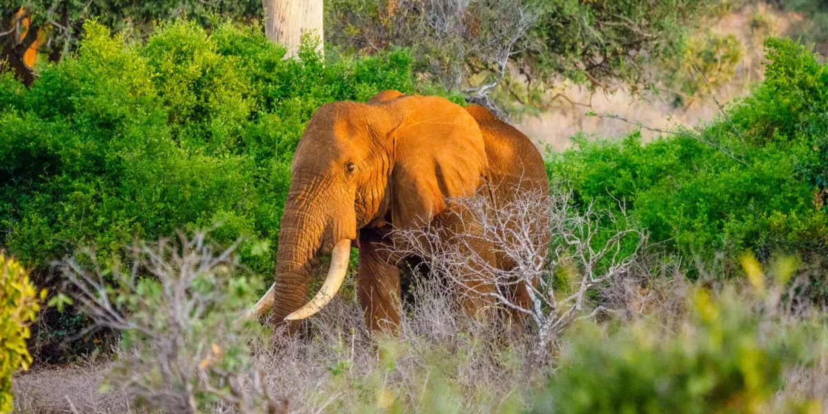 11 Days Kenya Scenic Safari