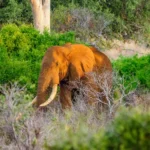 11 Days Kenya Scenic Safari