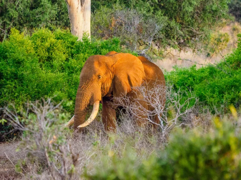 11 Days Kenya Scenic Safari