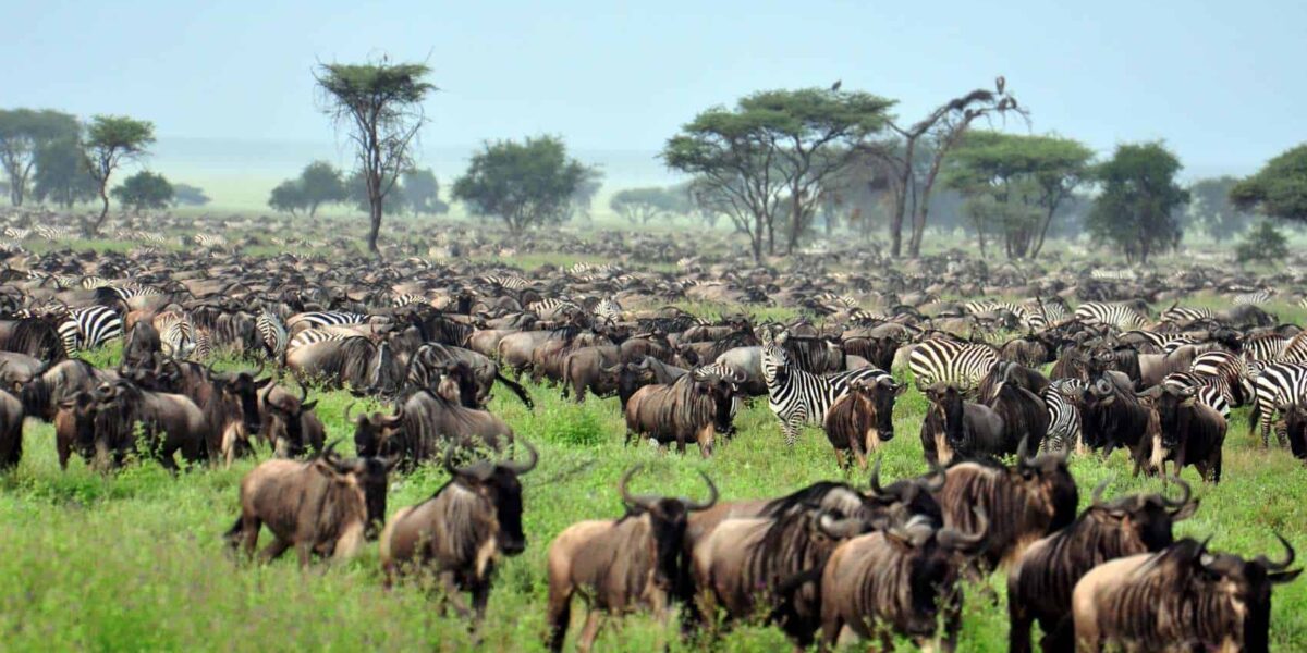 11 Days Masai Mara and Northern Circuit Safari