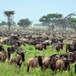 11 Days Masai Mara and Northern Circuit Safari