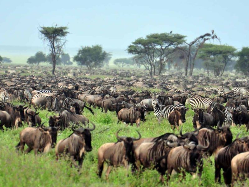 11 Days Masai Mara and Northern Circuit Safari