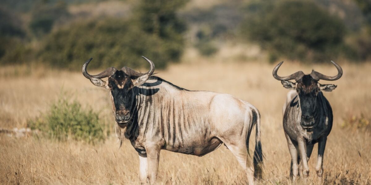 12-Day Tanzania Wildlife Safari