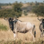 12-Day Tanzania Wildlife Safari