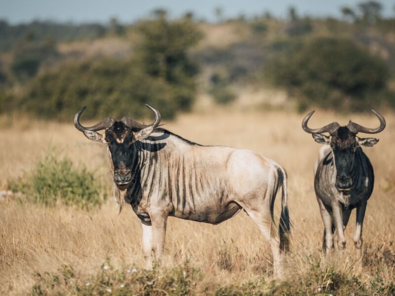 12-Day Tanzania Wildlife Safari