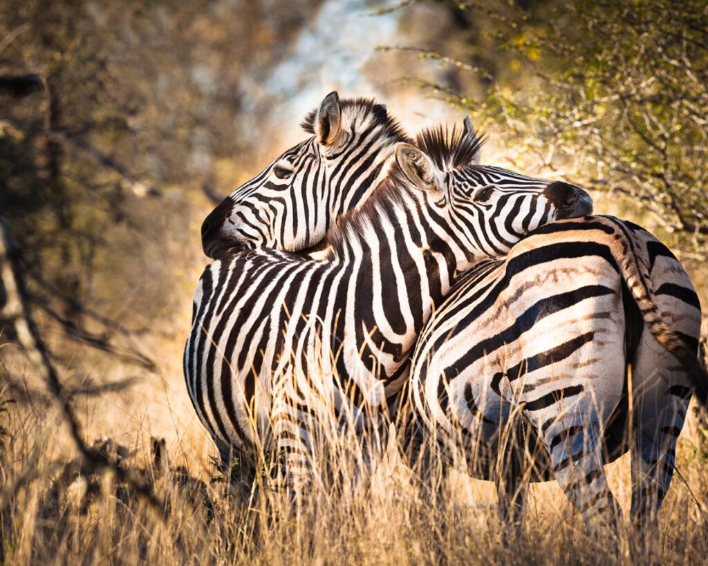 12 Days Kenya Grand Wildlife Safari