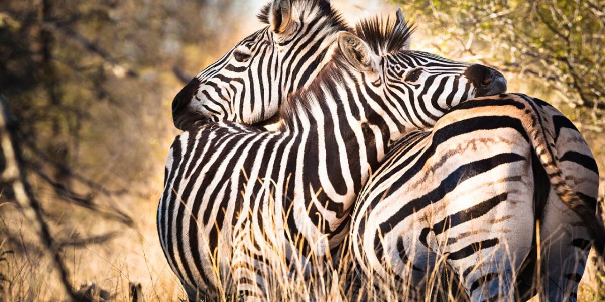 12 Days Kenya Grand Wildlife Safari