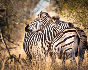 12 Days Kenya Grand Wildlife Safari
