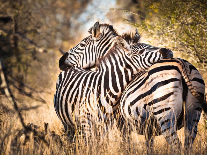 12 Days Kenya Grand Wildlife Safari