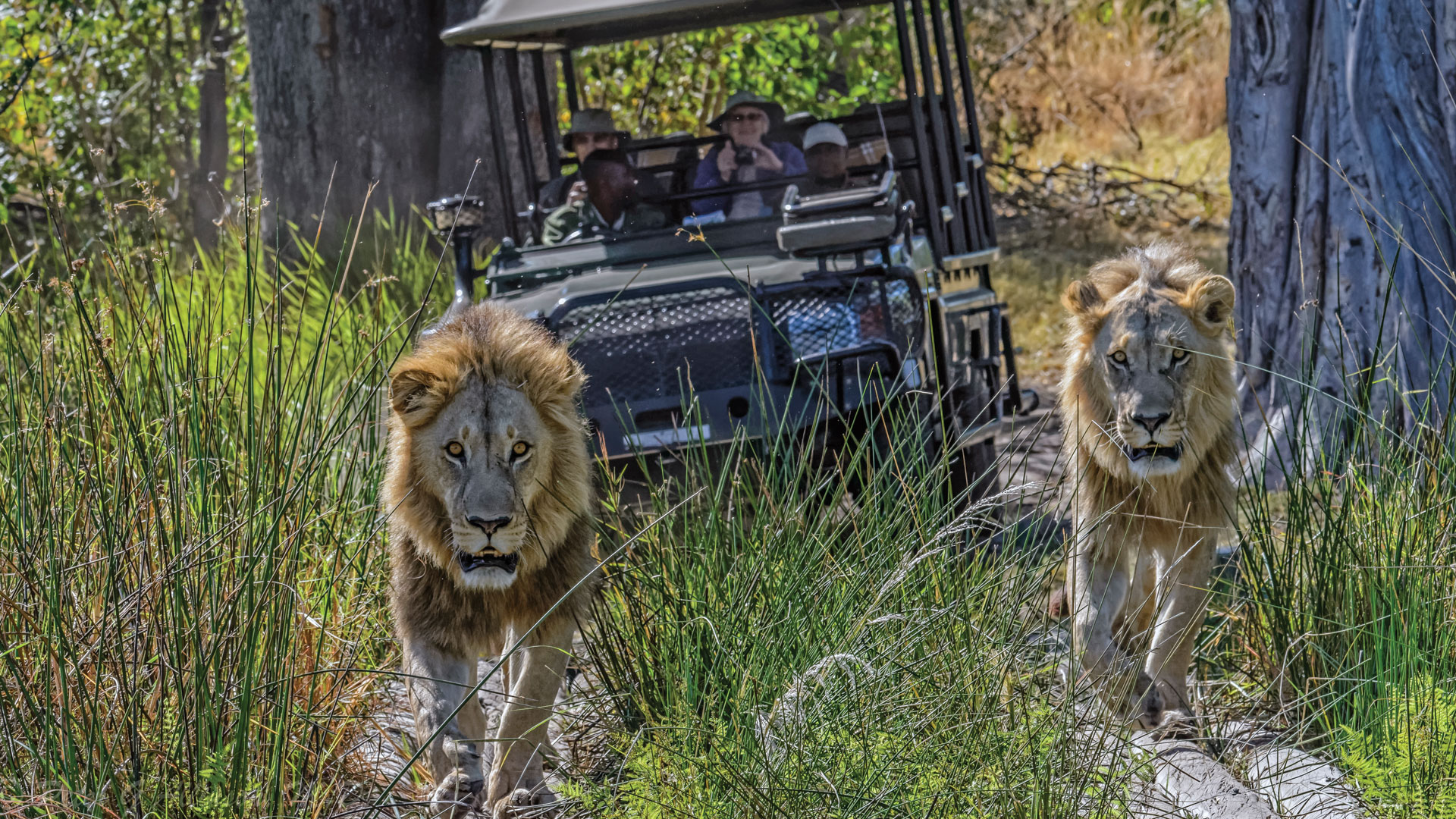 14-Day Botswana & Rwanda Classic Safari