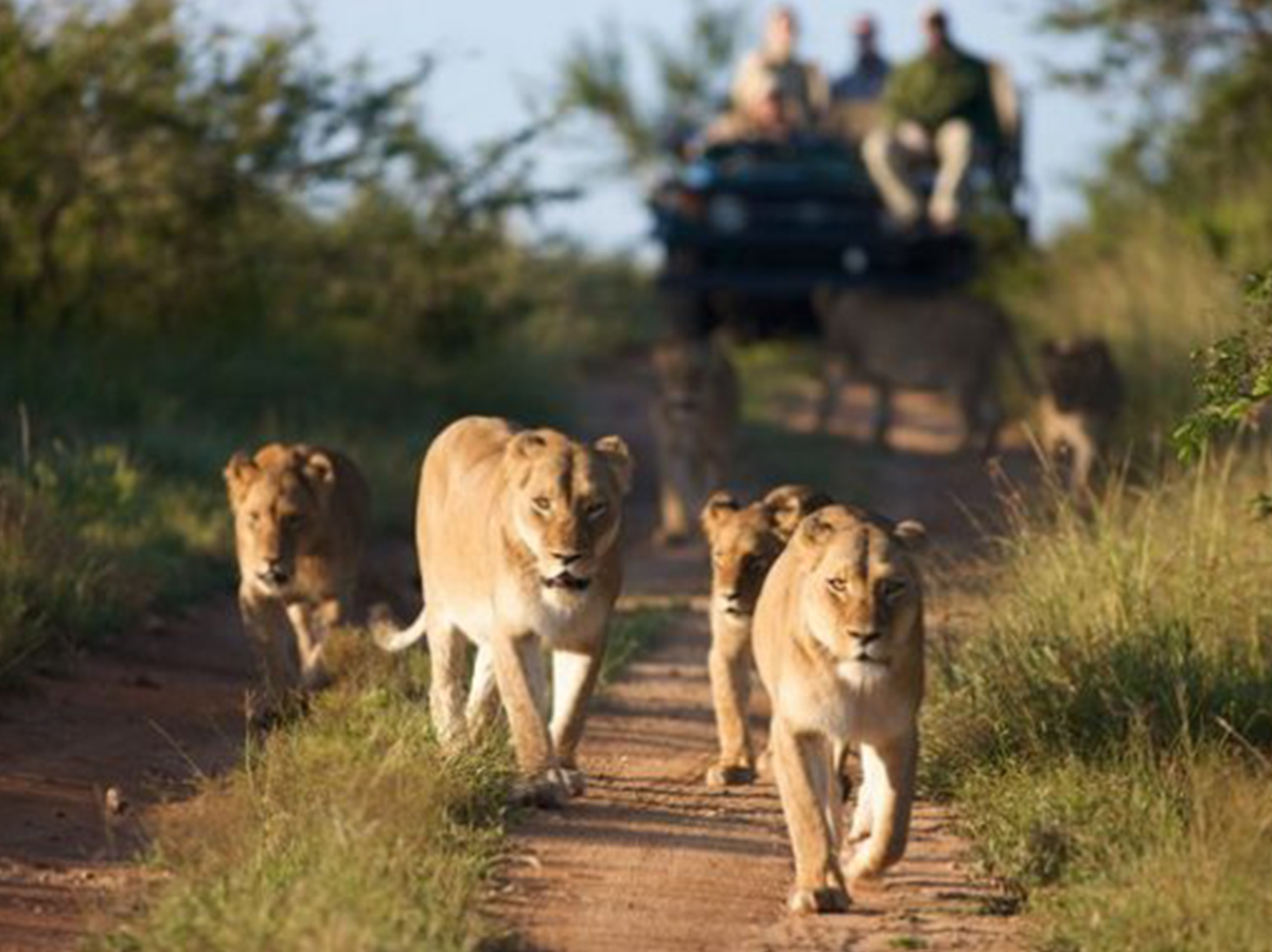 14-Day Botswana and Uganda Classic Safari