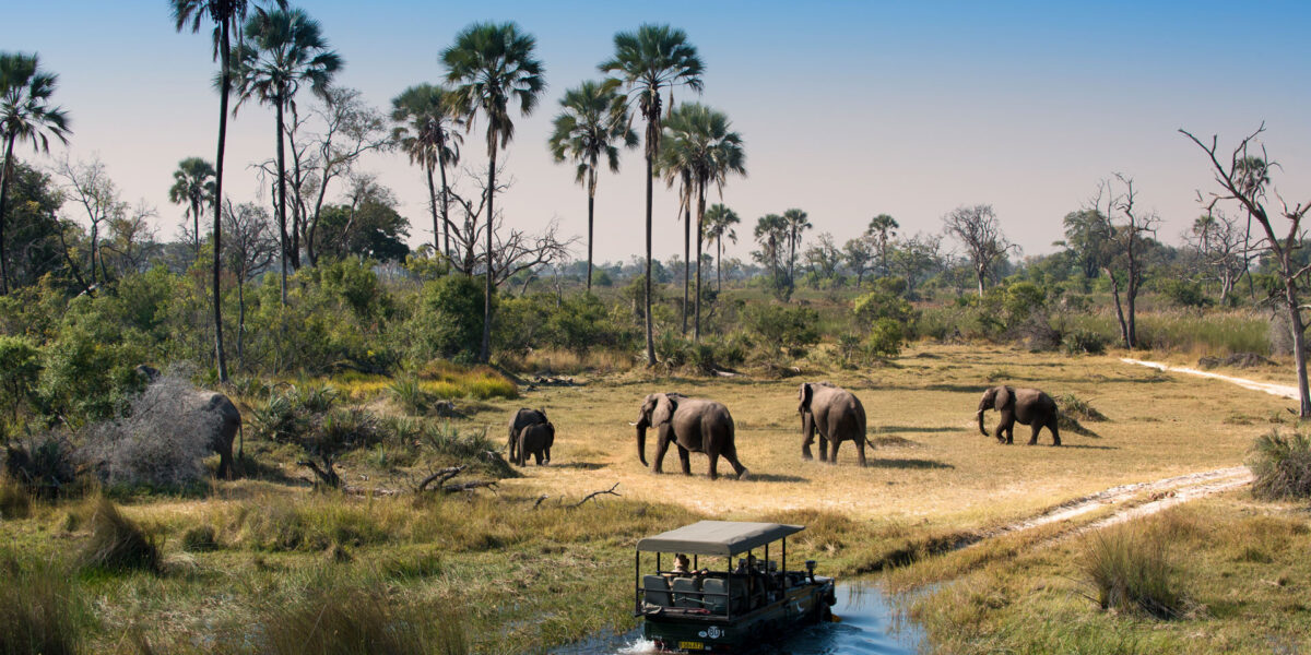 14-Day Savannah Vista: Ultimate Botswana Safari Adventure
