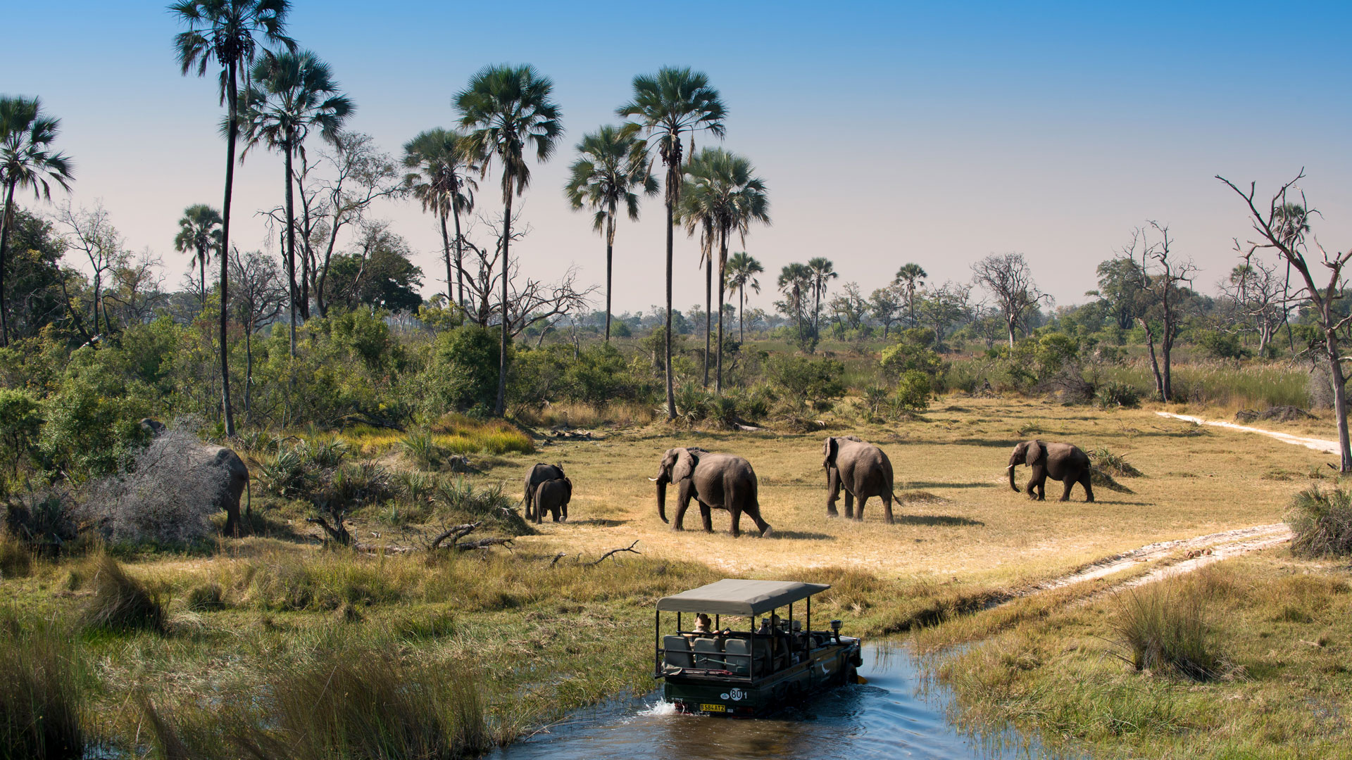 14-Day Savannah Vista: Ultimate Botswana Safari Adventure