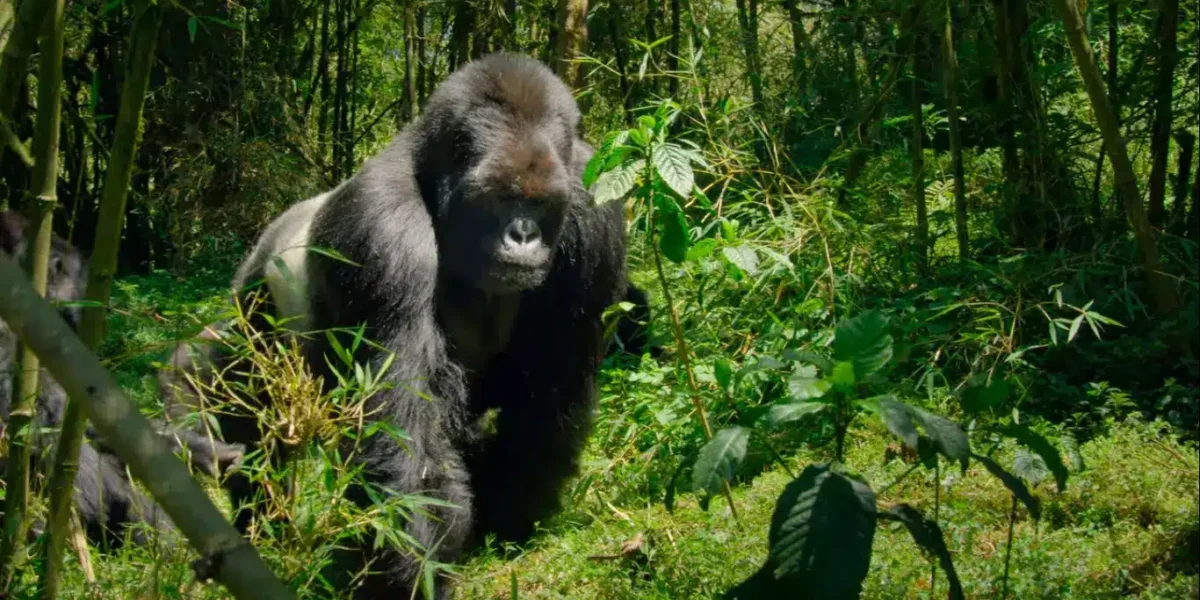 14-Day Tanzania Uganda Safari: The Ultimate Wildlife and Gorilla Trekking Experience