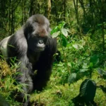 14-Day Tanzania Uganda Safari: The Ultimate Wildlife and Gorilla Trekking Experience