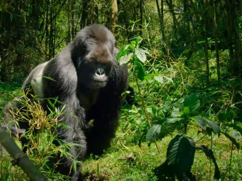14-Day Tanzania Uganda Safari: The Ultimate Wildlife and Gorilla Trekking Experience