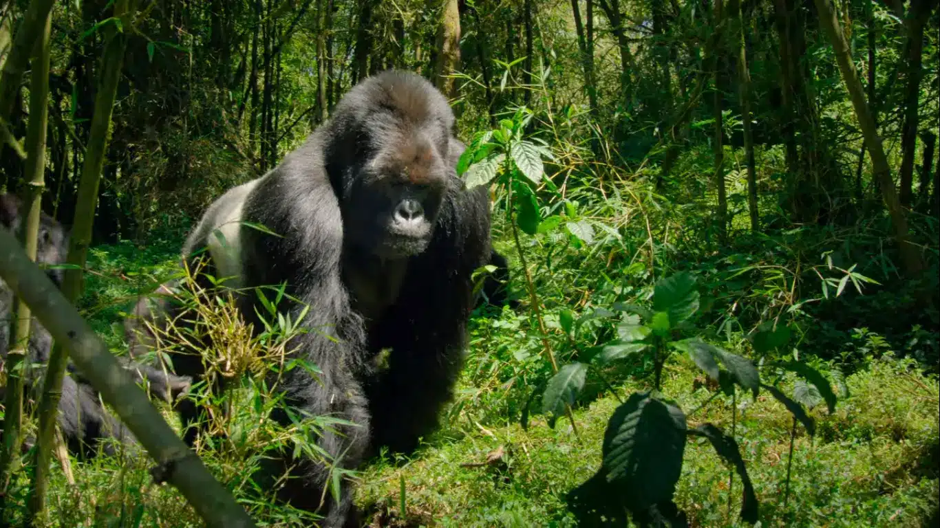 14-Day Tanzania Uganda Safari: The Ultimate Wildlife and Gorilla Trekking Experience