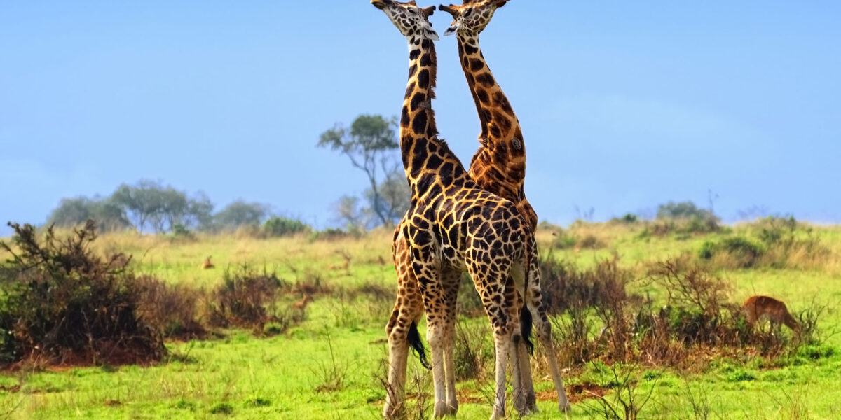 14-Day Uganda Experiential Safari Adventure