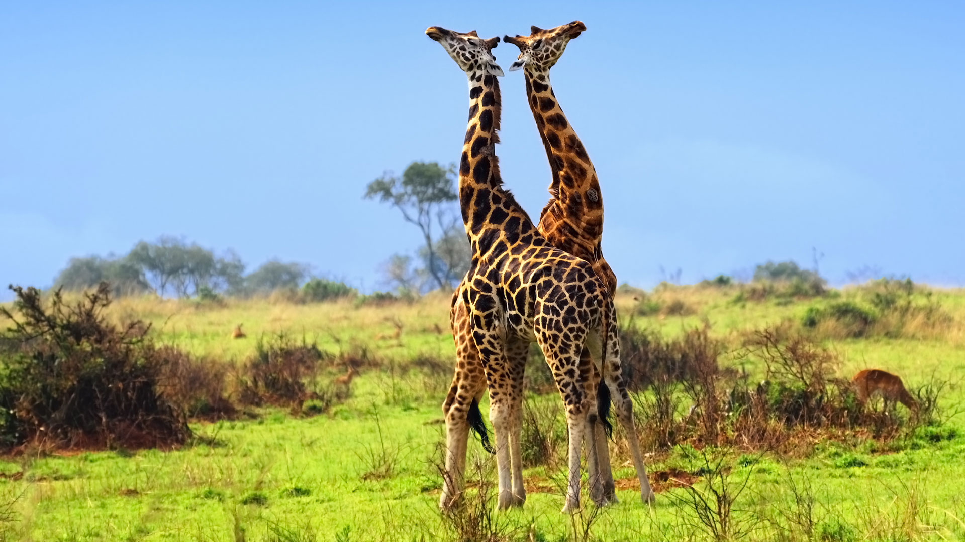 14-Day Uganda Experiential Safari Adventure