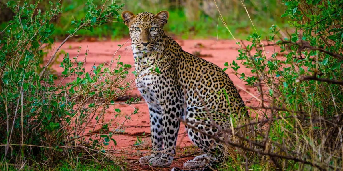 14 Days Kenya Explorer Safari