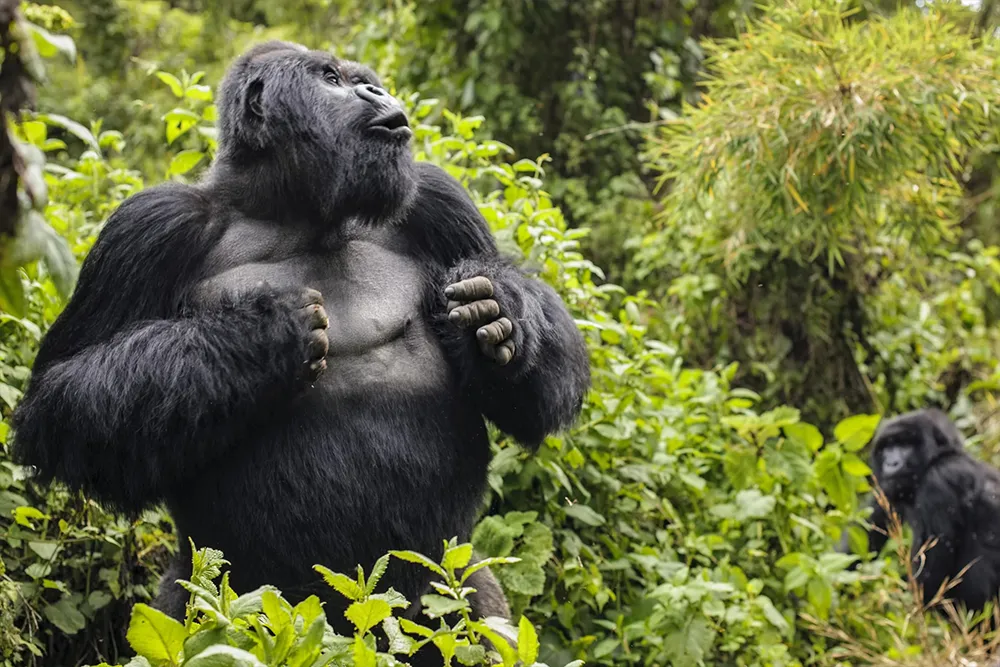 15 Days Gorillas and Tanzania Safari
