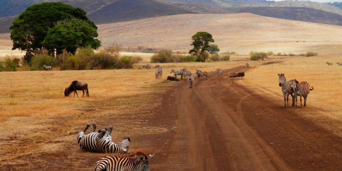 15 Days Luxury Rwanda Kenya Tanzania & Zanzibar Safari
