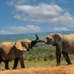 6 Days Tsavo East and West Safari