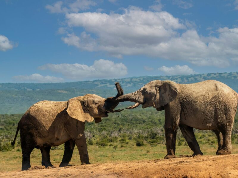 6 Days Tsavo East and West Safari