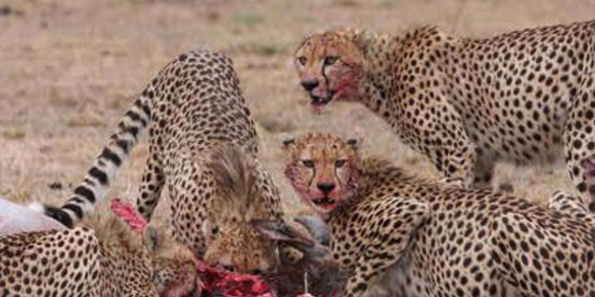 8 Days Samburu and Masai Mara Safari