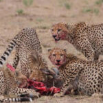 8 Days Samburu and Masai Mara Safari