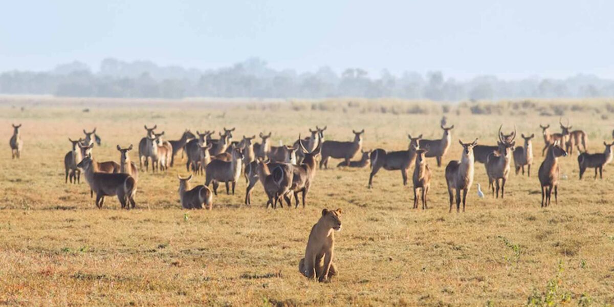 9-Day Ultimate Tanzania Wildlife Safari