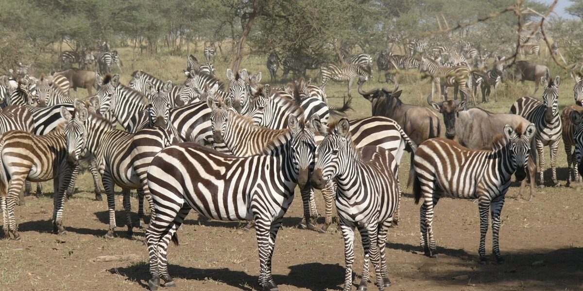 9 Days Kenya Wildlife Circuit Safari